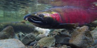 Atlantic salmon identified