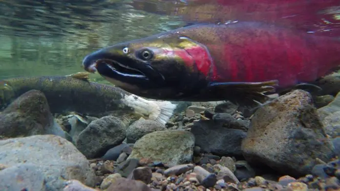 Atlantic salmon identified