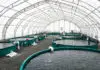 Surveillance of pharmaceuticals used in fish farming