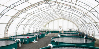 Surveillance of pharmaceuticals used in fish farming