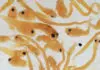 Improving feeds for marine fish larvae