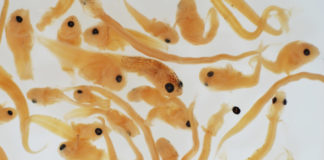 Improving feeds for marine fish larvae