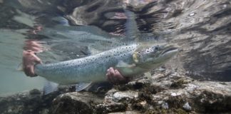 Challenging salmon to overcome lice