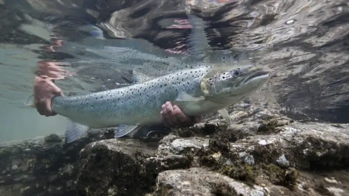 Challenging salmon to overcome lice