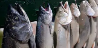 Solving the health problems of sterile salmon